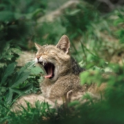 ����� �� ����: ��� �������� ��� �� ����� � ����� �� ����?