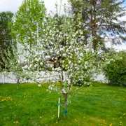 Галина Кизима: Как сажать яблоню весной: копаем посадочную яму и выбираем саженцы
