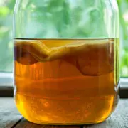 Чайный гриб: полезные свойства напитка и использование настоя для ухода за телом