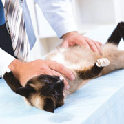 Стерилизация кошек и кастрация котов: уход после операции