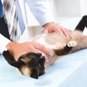 : Стерилизация кошек и кастрация котов: уход после операции