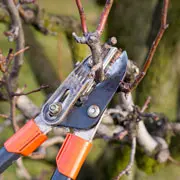 Галина Кизима: Обрезать ли деревья весной? Обрезка и обработка сада от вредителей