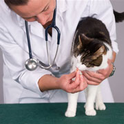 Как лечить глисты у кошки