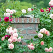 Розы весной: обрезка, подкормка. Розы в открытом грунте: 9 дел в апреле-мае