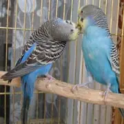 Волнистые попугайчики: или учить попугая говорить, или ждать птенцов