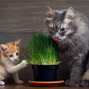 Октябрина Ганичкина: Какую траву посадить дома для кота
