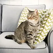 Как удалить запах кошачьей мочи с дивана