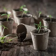 Октябрина Ганичкина: Как выращивать рассаду помидоров дома