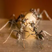 Юлия Бирим: Как избавиться от муравьев в доме навсегда