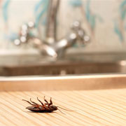 Как быстро избавиться от тараканов в квартире