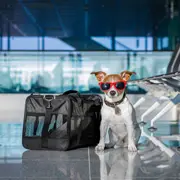 Д. Кондор: На отдых с собакой: за границу и в России. Правила перевозки собак в поезде и самолете