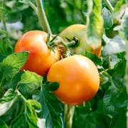 Галина Кизима: Как часто поливать и чем подкармливать огурцы и помидоры