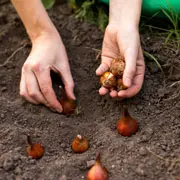 Галина Кизима: Когда сажать тюльпаны, выкапывать гладиолусы, убирать картошку и морковь
