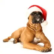Рождественский пес. Первое декабря