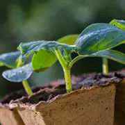Посев на рассаду мелких семян: 10 хитростей от Галины Кизимы