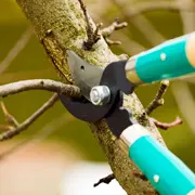Как правильно обрезать деревья? 2 способа весенней обрезки – для мужчин и женщин