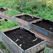 Ванья Сандгрен: Ребенок хочет посадить огород? Выращивайте бобы