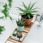 Джудит де Граф: Комнатные растения, горшки и подставки: 10 идей по украшению дома