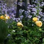 Миксбордер с розами и многолетниками: 15 лучших компаньонов для роз