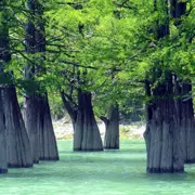 Откуда взялись кипарисы в озере Сукко: отзыв с фото