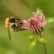Укус пчелы, осы: первая помощь взрослому и ребенку