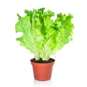 Как вырастить салат на подоконнике: 'Айсберг' и другие сорта салата