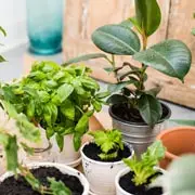 Комнатные растения - очистители воздуха жилищ