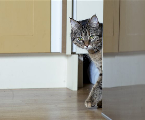 Устраняем запах кошачьей мочи в доме