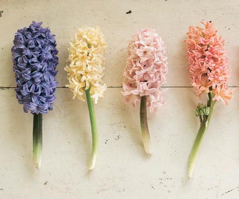 ����������� ����������, ������� ������: ��� ���������