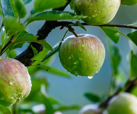 Обработка яблонь весной от парши как бороться и чем обработать