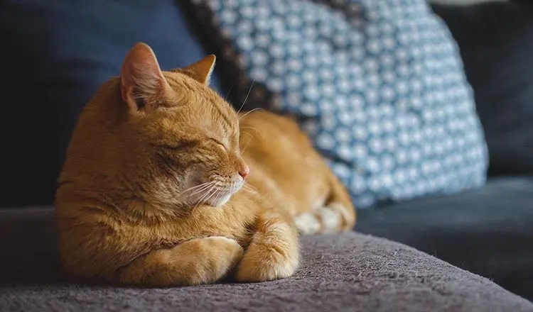 Чему научить кошку в первые месяцы дома