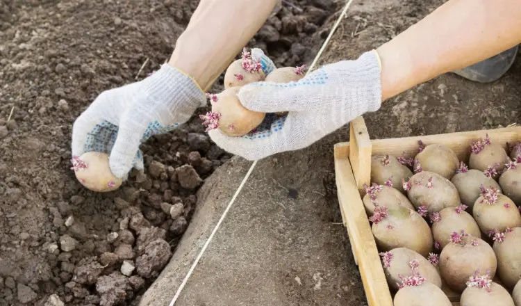 Посадка картофеля: как подготовить грядки и как правильно сажать