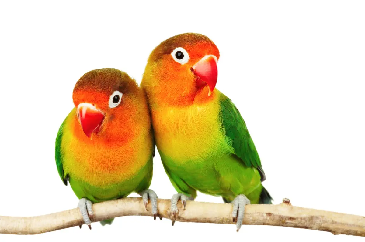 Содержание попугаев-неразлучников. Как определить пол попугая неразлучника