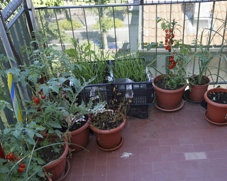 Как вырастить на балконе овощи