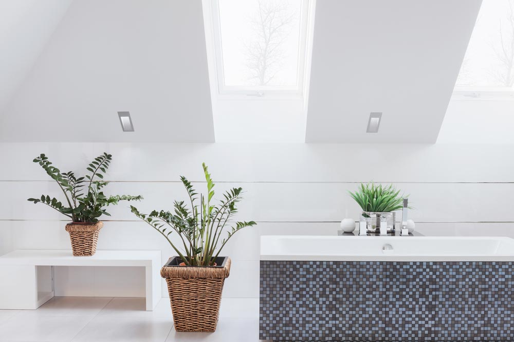 Домашние растения для ванной комнаты