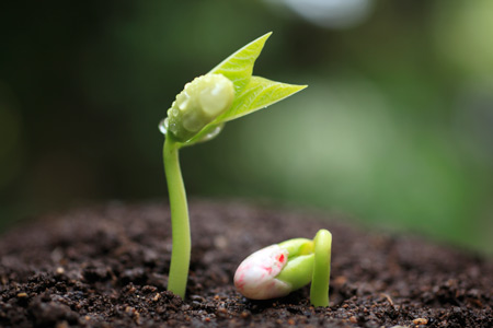 Семена для будущего урожая: хранение и проращивание