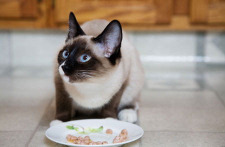 Как выбрать корм для кошек: советы экспертов