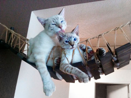 Домик для кошек: подвесная кошачья мебель (фото)