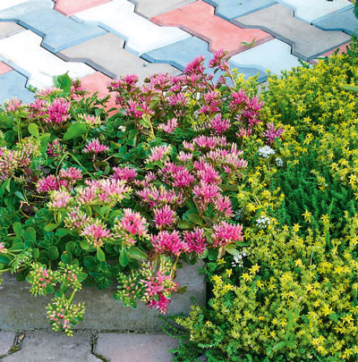 DIY flower beds and flower beds: a beautiful view and easy care