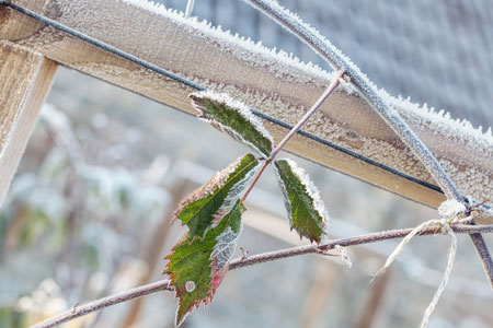 Защита растений от заморозков