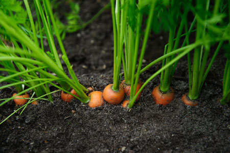 Посадка моркови в открытый грунт