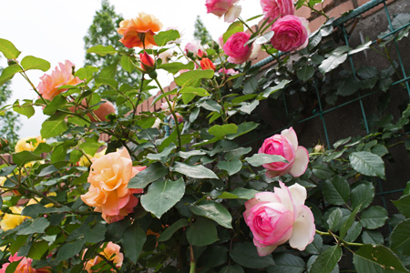 Розы на даче (38 фото): всё о сортах и уходе за царицей цветов