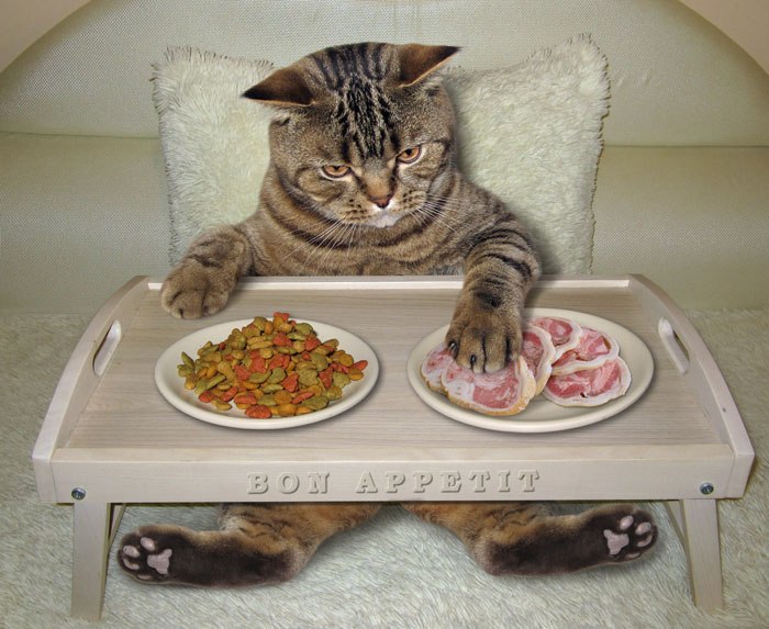 Чем кормить кошку: сухой корм – или мясо и рыба? Как правильно кормить кошку.  Рыба и мясо для кошки или сухой корм.