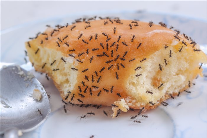 Профилактика появления домашних муравьев