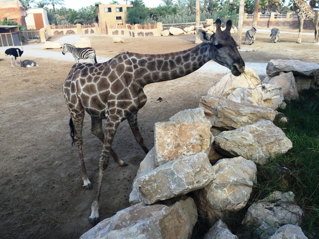 Сафари-парк и зоопарк