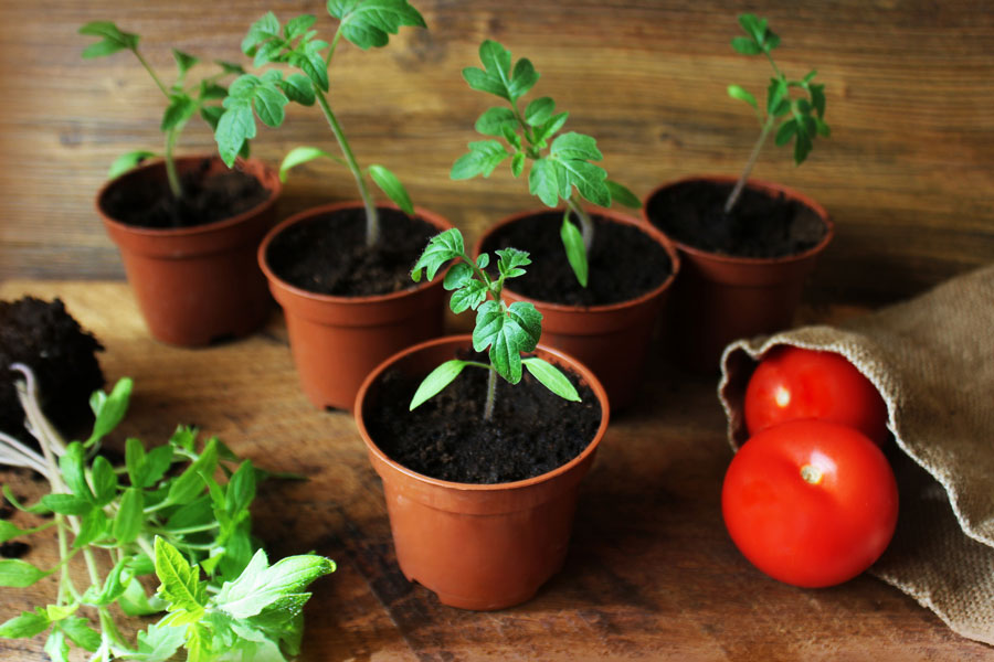 🍅Чем подкормить рассаду помидоров? Как правильно высаживать рассаду втеплицу? Как выращивать рассаду, использовать гидрогель и укрывать растения