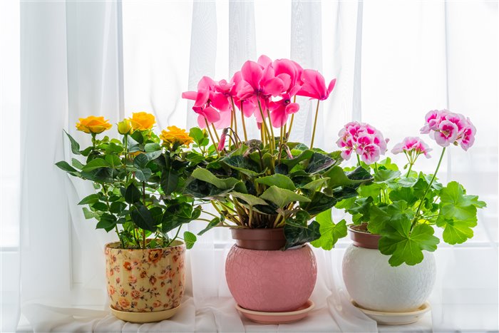 Как правильно выбрать и купить подставку под цветы?