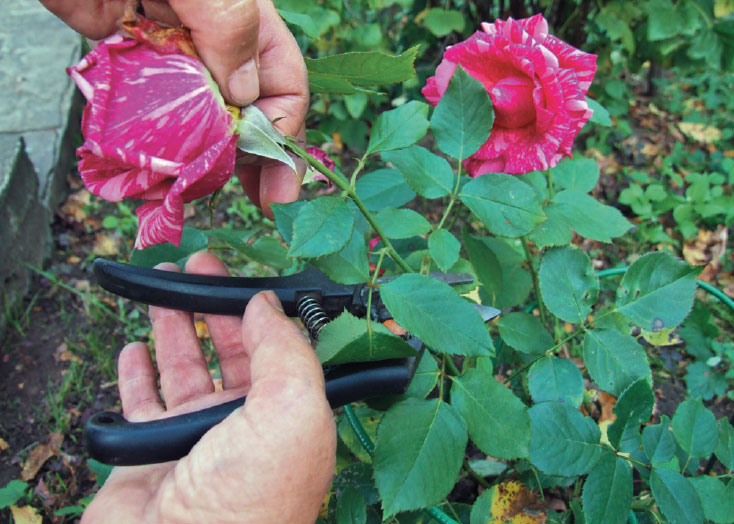Как вырастить розу из черен