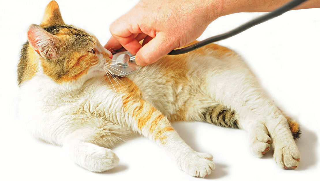 Как измерить температуру у кошки