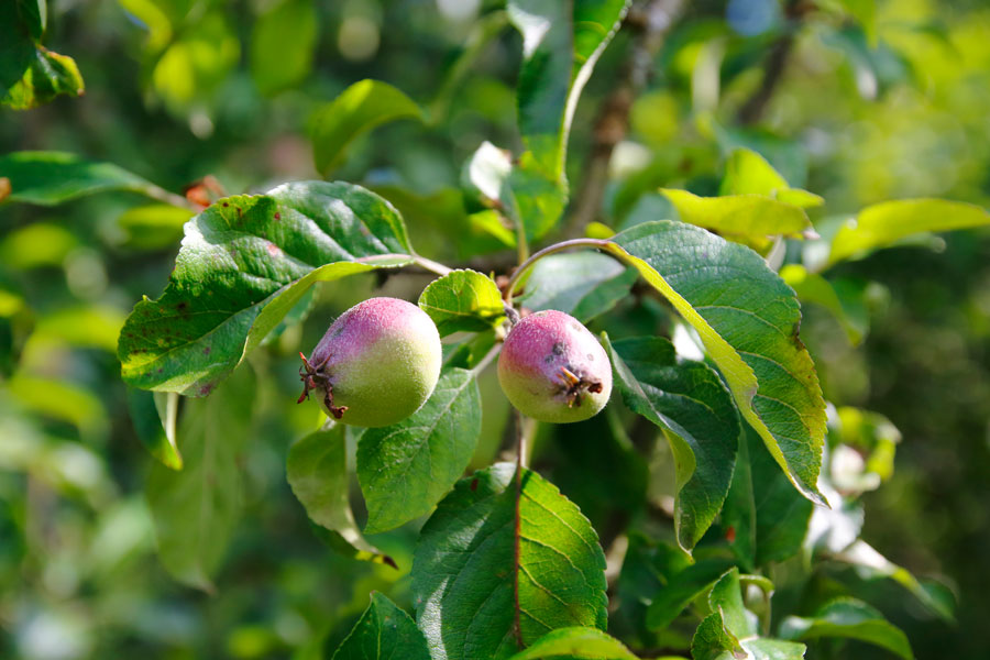 Почему яблоня не плодоносит? 4 причины - и обрезка яблони летом.Плодоношение яблонь - как ускорить процесс?
